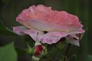 _DSC0165
