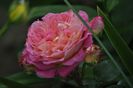 _DSC0177