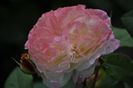 _DSC0191