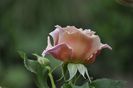 _DSC0200