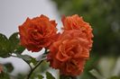 _DSC0234