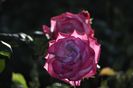 _DSC0331