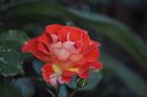 _DSC0341