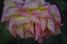 _DSC0350