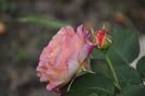 _DSC0364