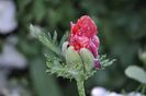 _DSC0377