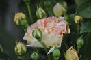 _DSC0462