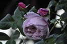 _DSC0479