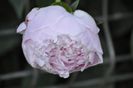 _DSC0487