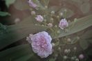 _DSC0505