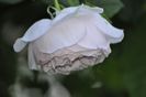 _DSC0559