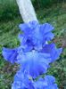 Yaquina blu