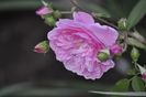 _DSC0019