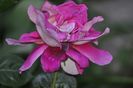 _DSC0040