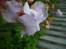 Scented_Wonder_