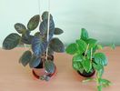 Pinkiscai & Tropical Topas