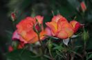 _DSC0005