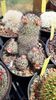 IMG-20210527-WA0037