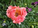 coral charm
