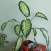 Dieffenbachia