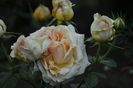 _DSC0023