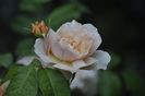 _DSC0031