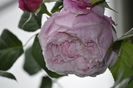 _DSC0034