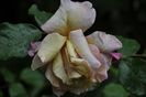 _DSC0038