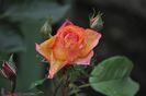 _DSC0044