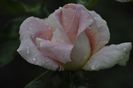 _DSC0084