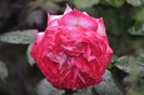 _DSC0089
