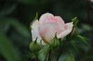 _DSC0186