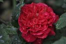 _DSC0195