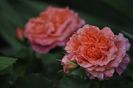 _DSC0198