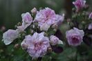 _DSC0205