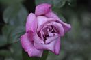 _DSC0364