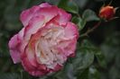 _DSC0403