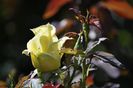 _DSC0026