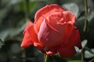_DSC0034