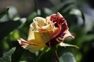 _DSC0039