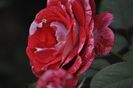 _DSC0057
