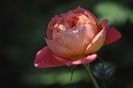 _DSC0081
