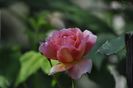 _DSC0098