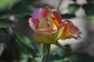_DSC0101