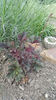 heuchera coral hybr.