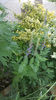 salvia pratensis