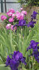 paeonia pink-iris germanica "night owl"