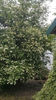 philadelphus coronarius