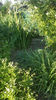 eremurus robustus