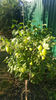 ribes uva crispa(agris)